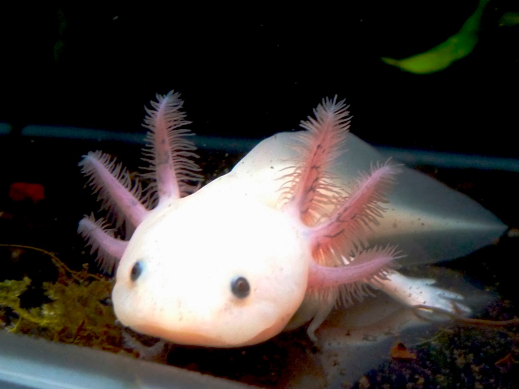 El Acuario Inbursa te lleva a un recorrido virtual con ajolotes