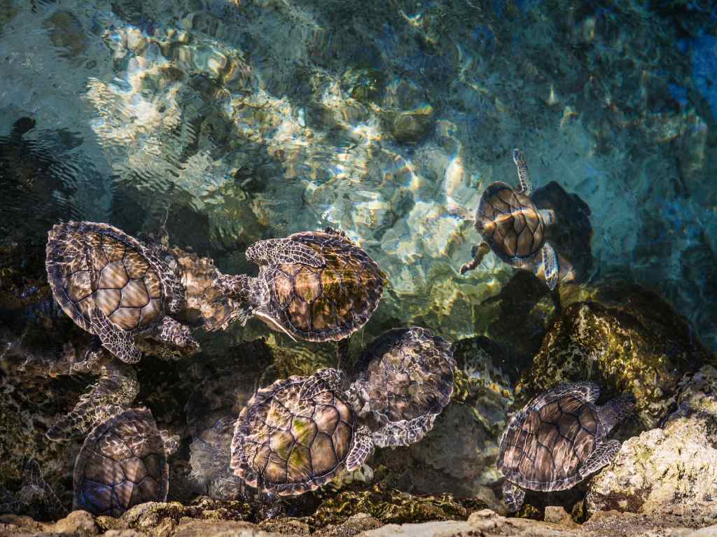temporada de tortuga marina agua