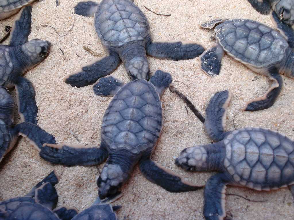 temporada de tortuga marina arena
