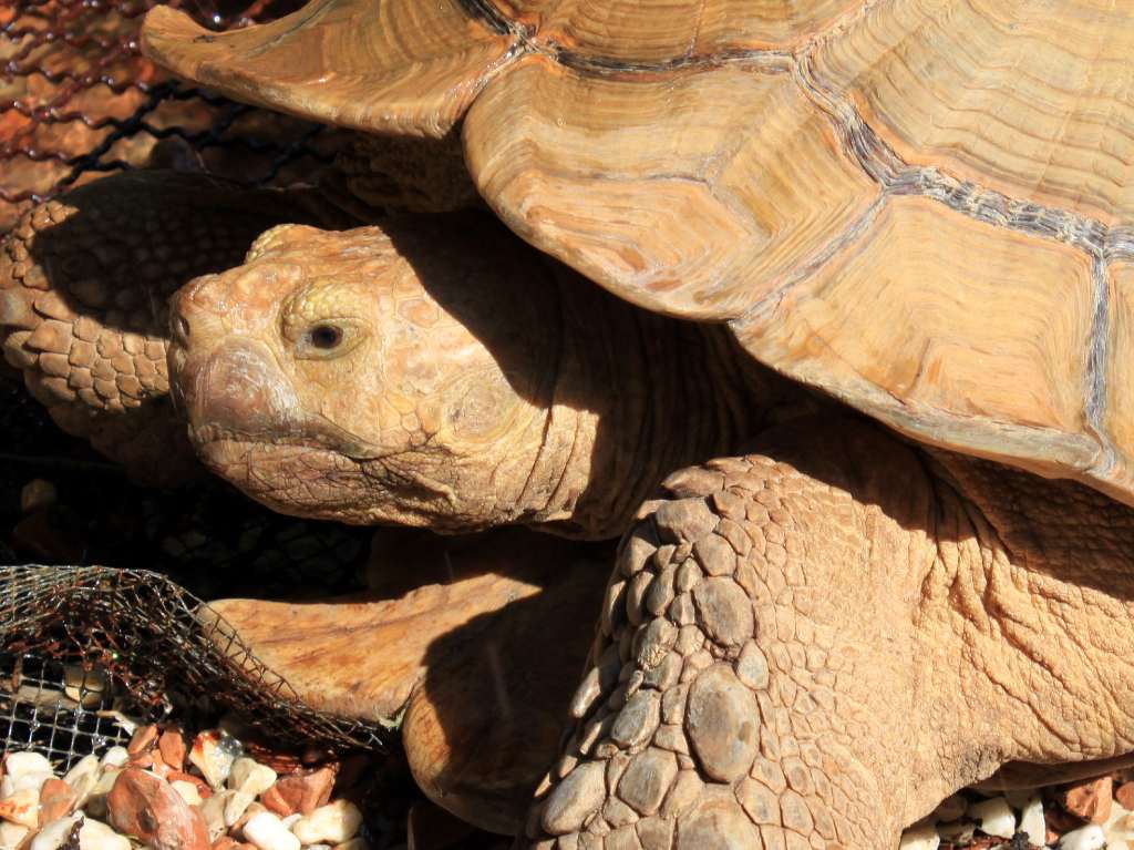 temporada de tortuga marina caparazón