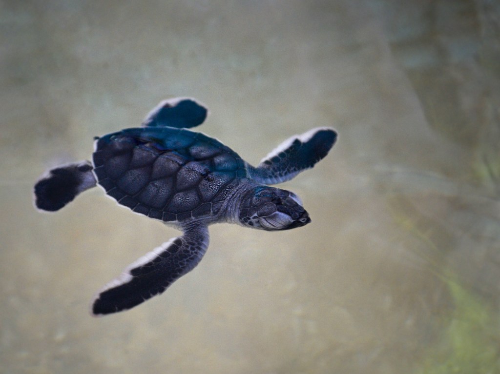 temporada de tortuga marina Cozumel