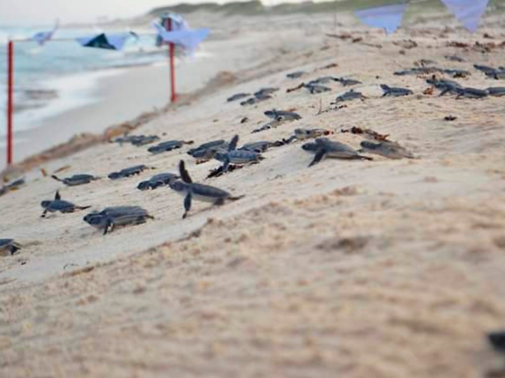temporada de tortuga marina isla