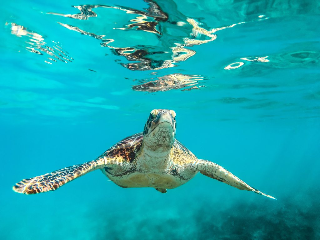 temporada de tortuga marina mar