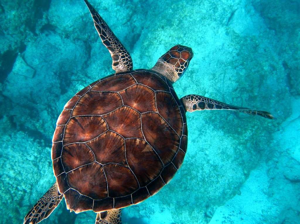 temporada de tortuga marina nado