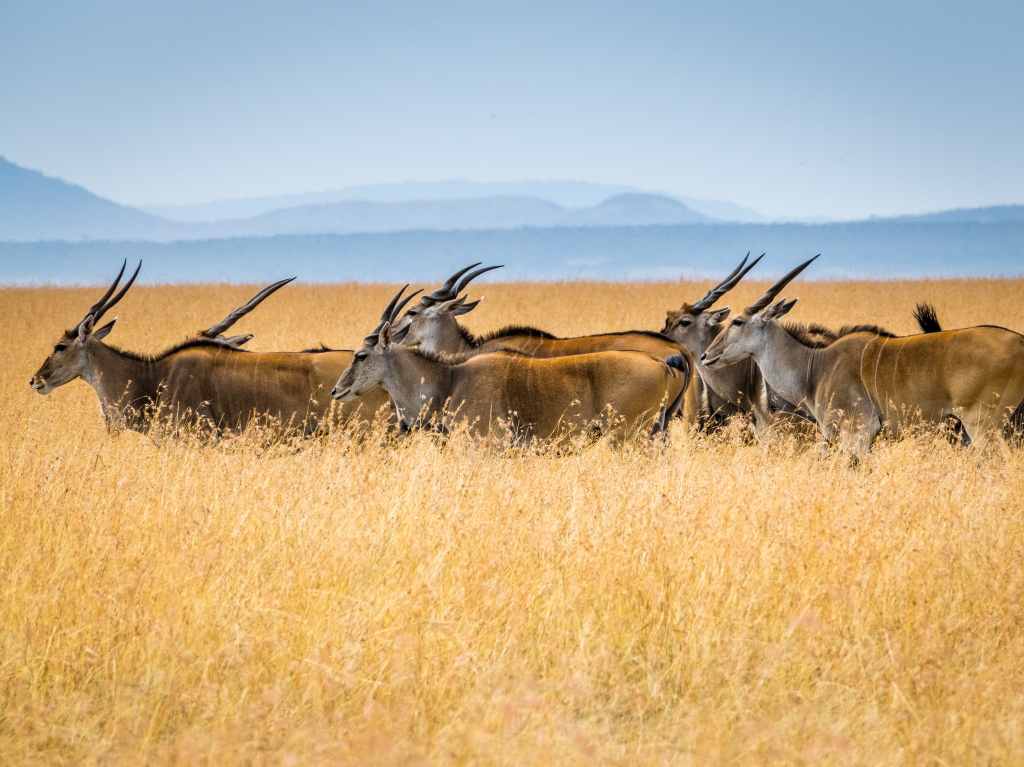 Disfruta de una aventura salvaje con este safari virtual en África 1