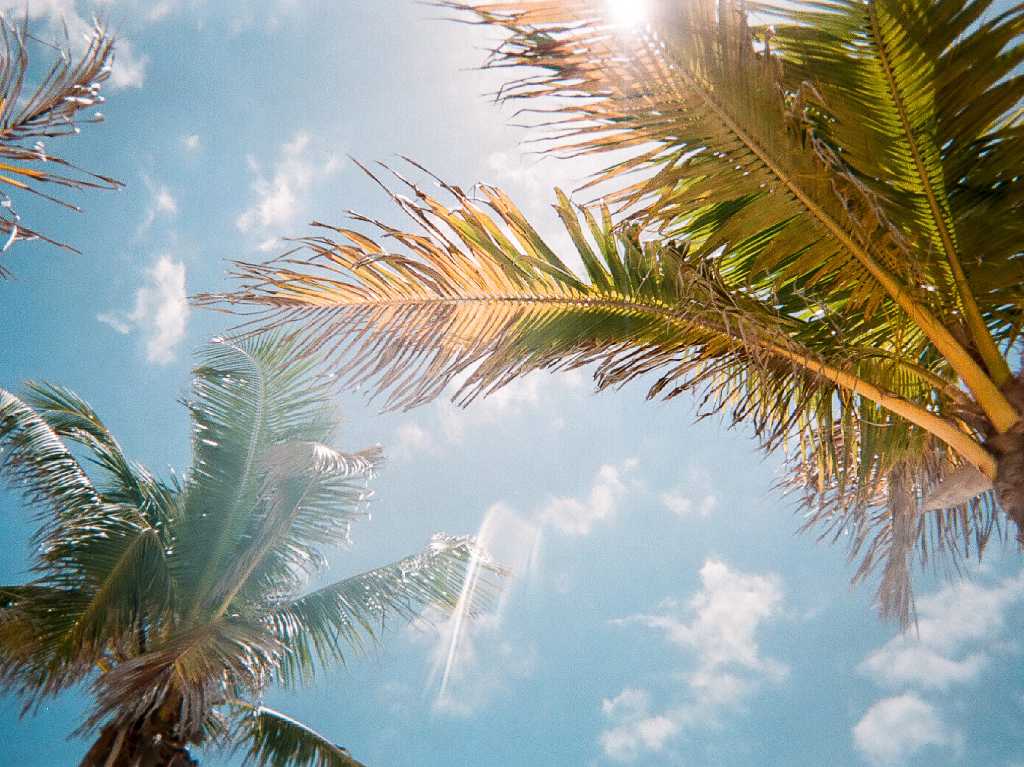 Florida palmeras