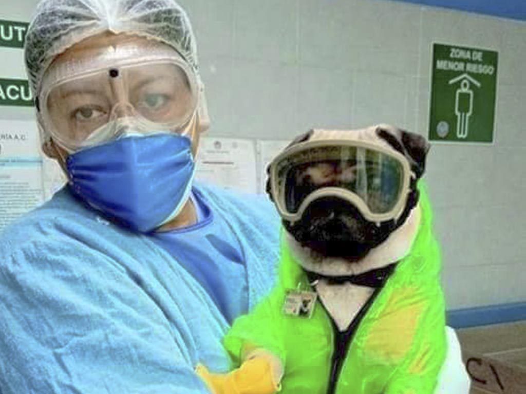 harley el tuerto pug terapeuta de hospital 20 de noviembre