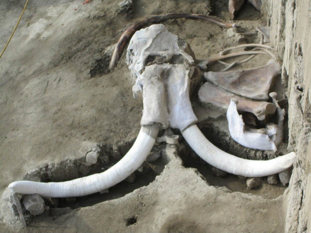 mamut restos fosiles en mexico
