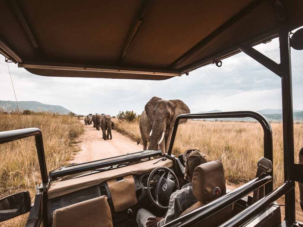 Safari en África