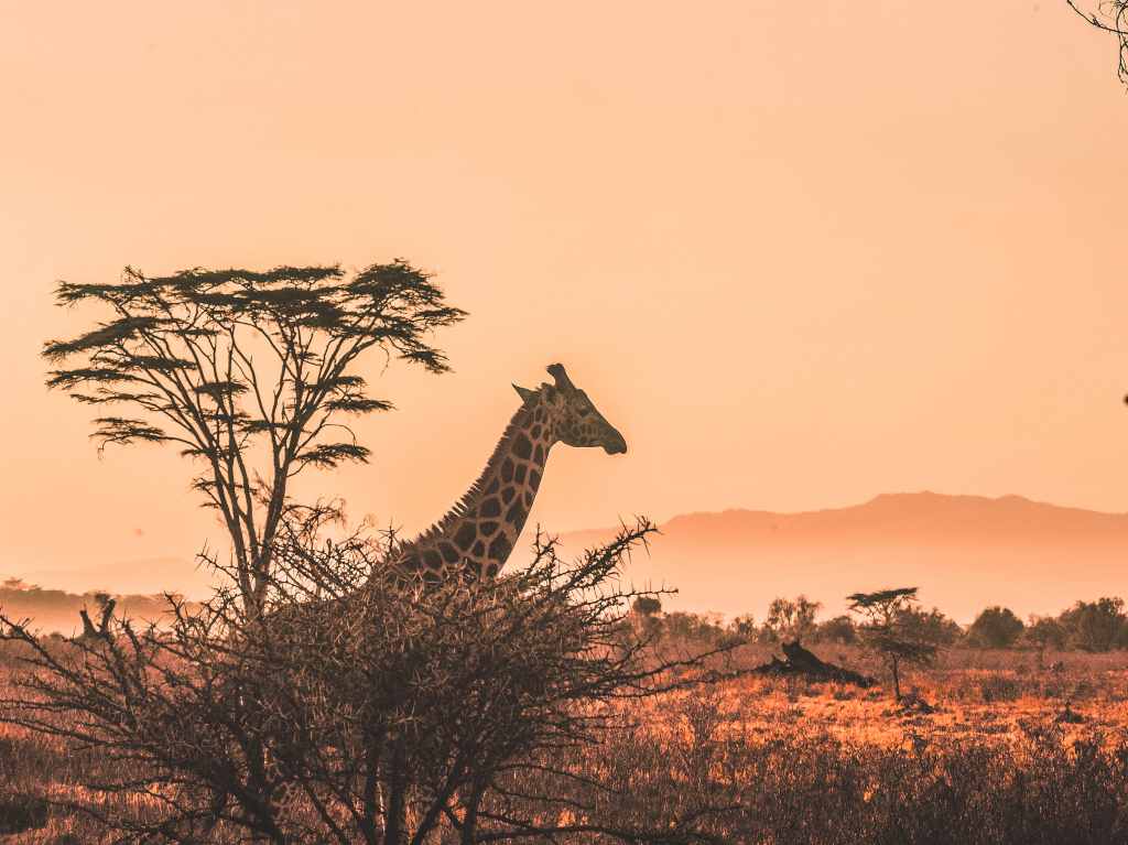 Disfruta de una aventura salvaje con este safari virtual en África 0