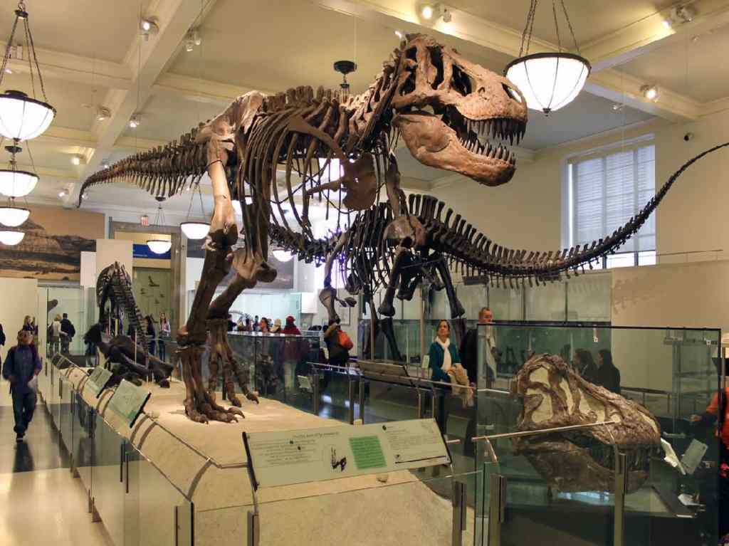Conoce a lo dinosaurios del Museo Americano de Historia Natural 2