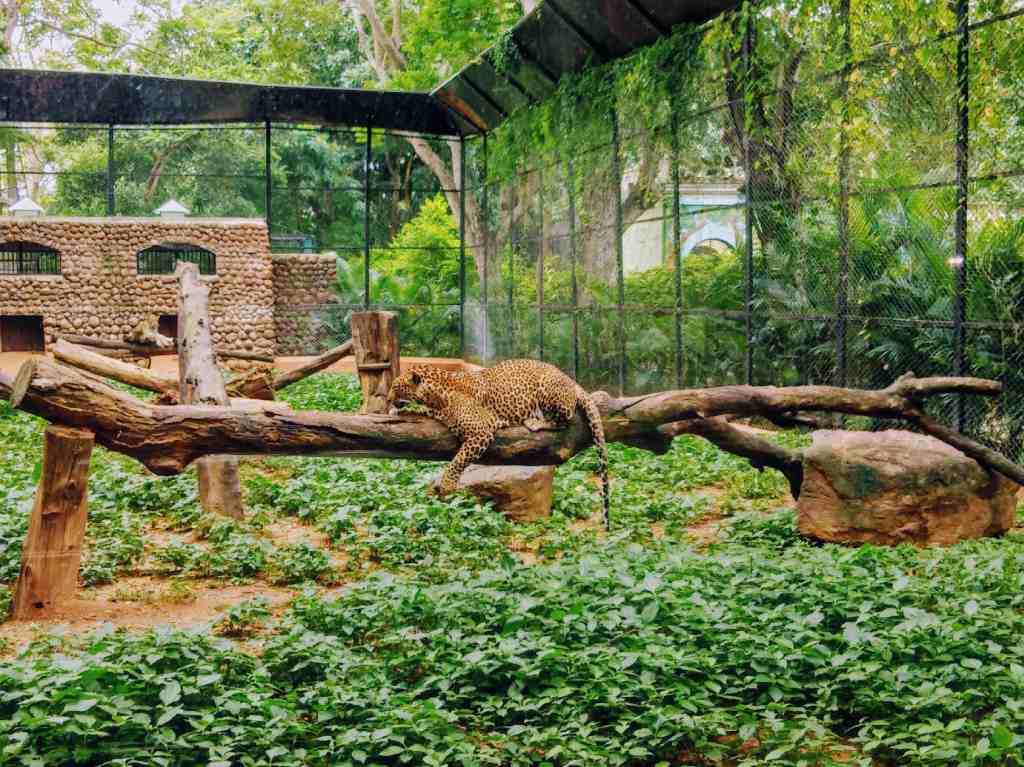 Florida zoológico