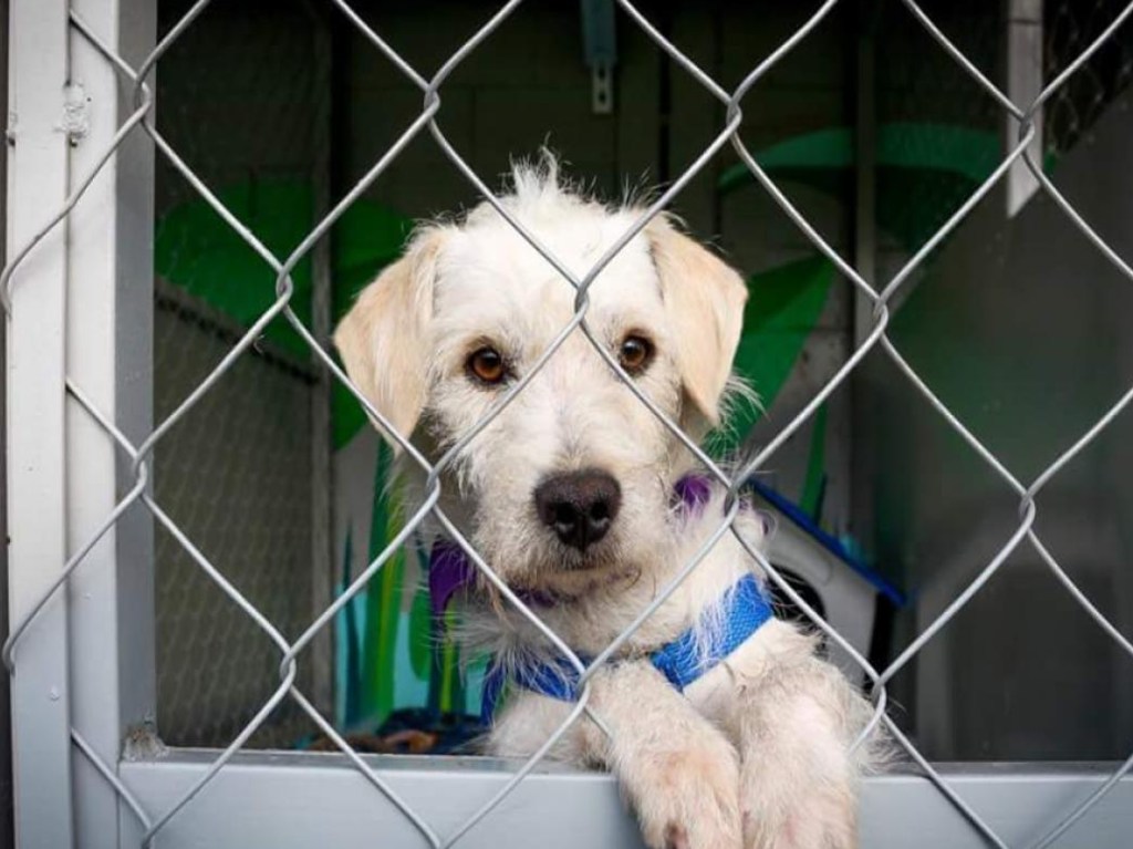 Adopta un perrito rescatado en las instalaciones del Metro