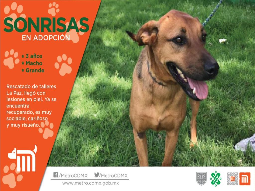 Perritos en adopción