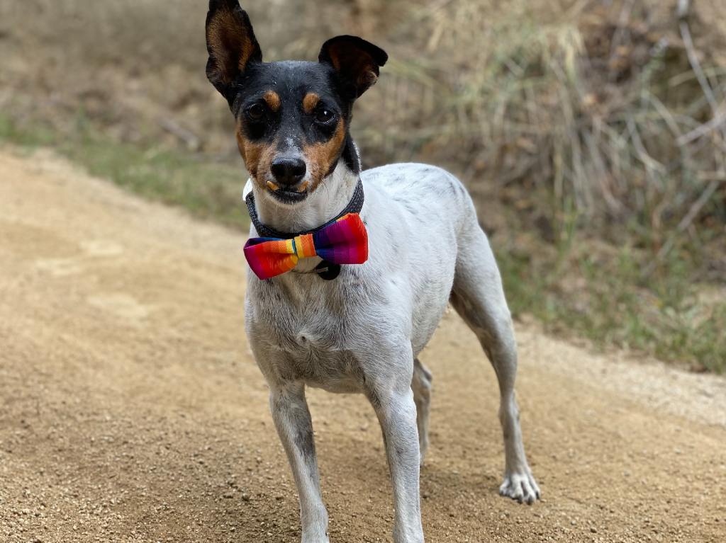 crematorio público para mascotas cementerio