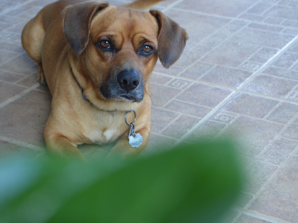 crematorio público para mascotas costos