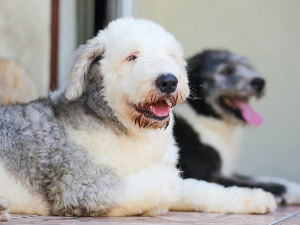 Ya abrió el primer crematorio público para mascotas en CDMX