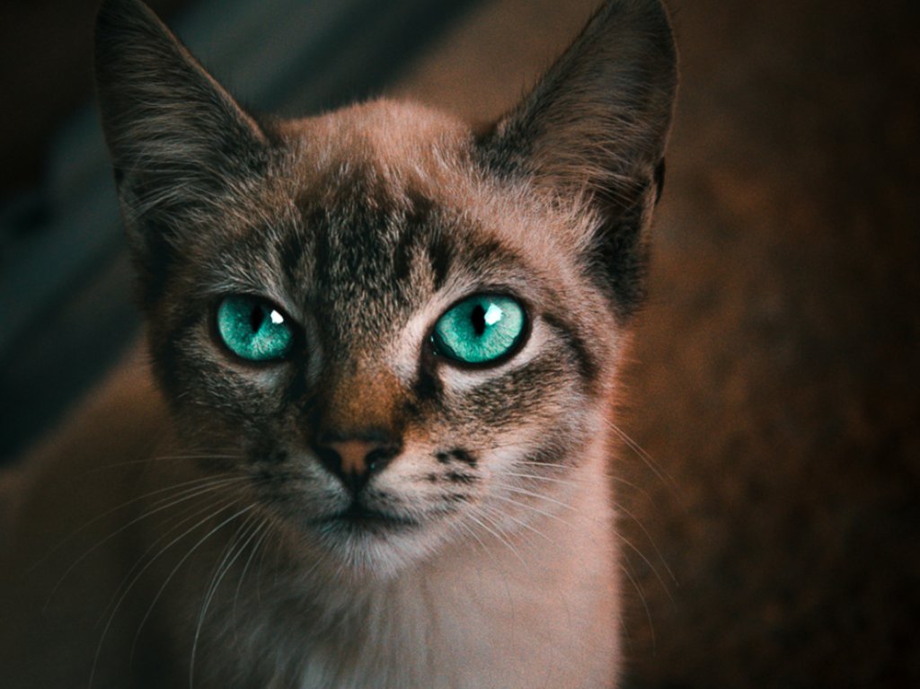 crematorio público para mascotas gato