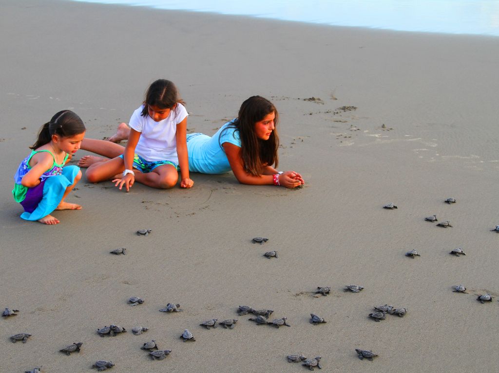 las playas de Michoacán liberación de tortugas