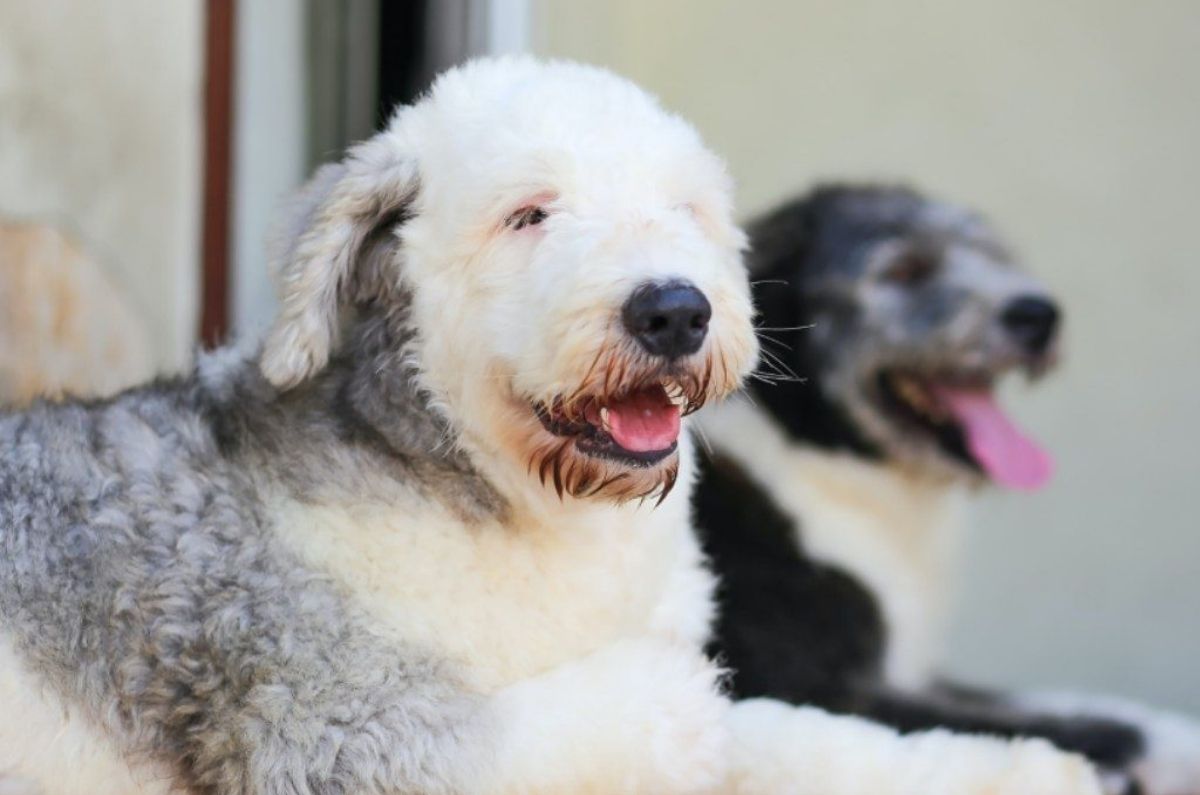 primer-crematorio-perritos