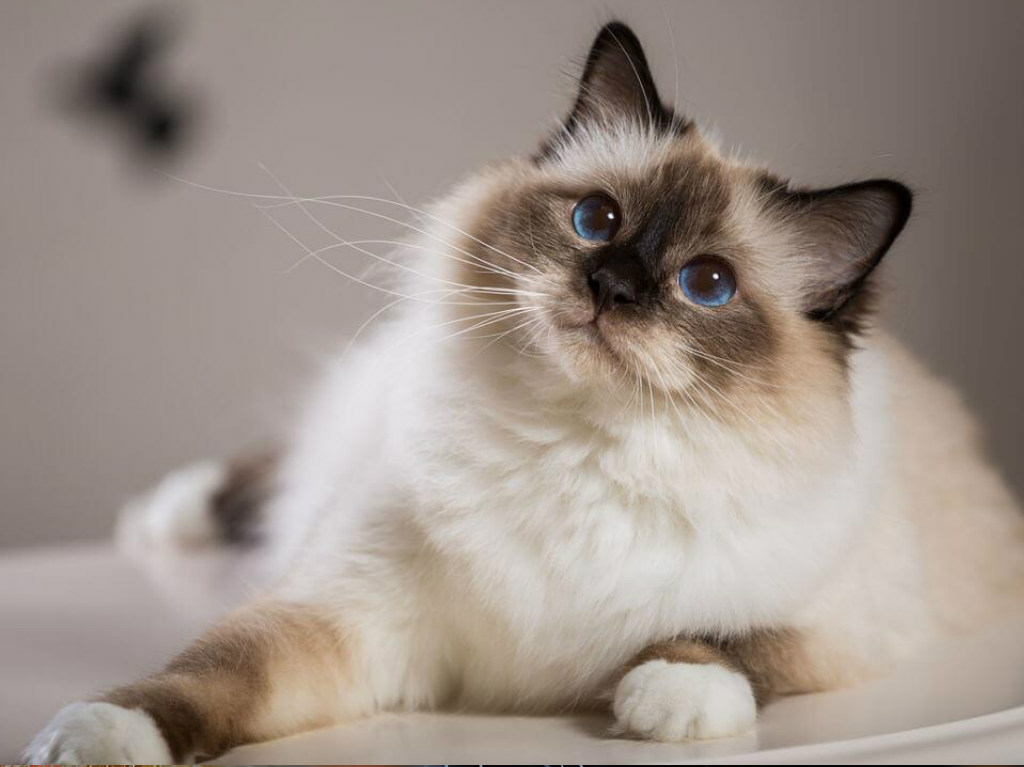 dia-gato-refugios-adopcion-instagram