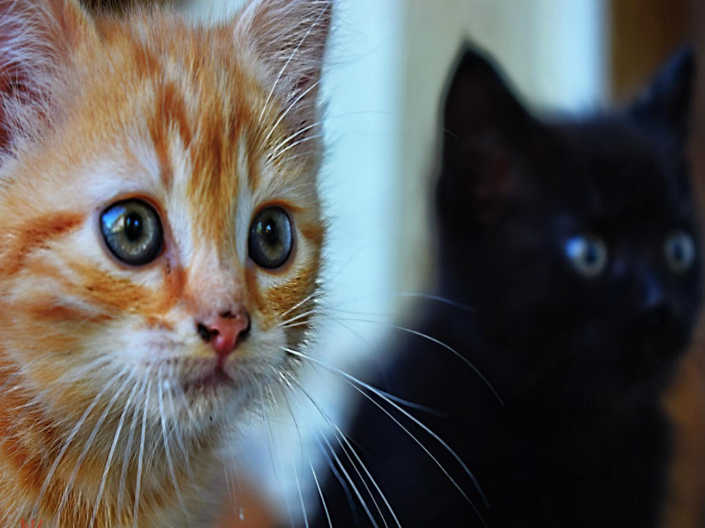 Gato Fest 2022 en la CDMX: Adopta, dona y ayuda a mil 500 gatitos