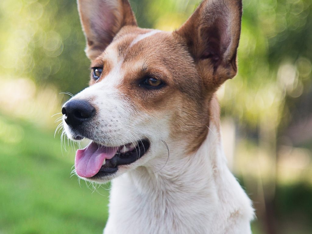 Dogs en Zoom lengua