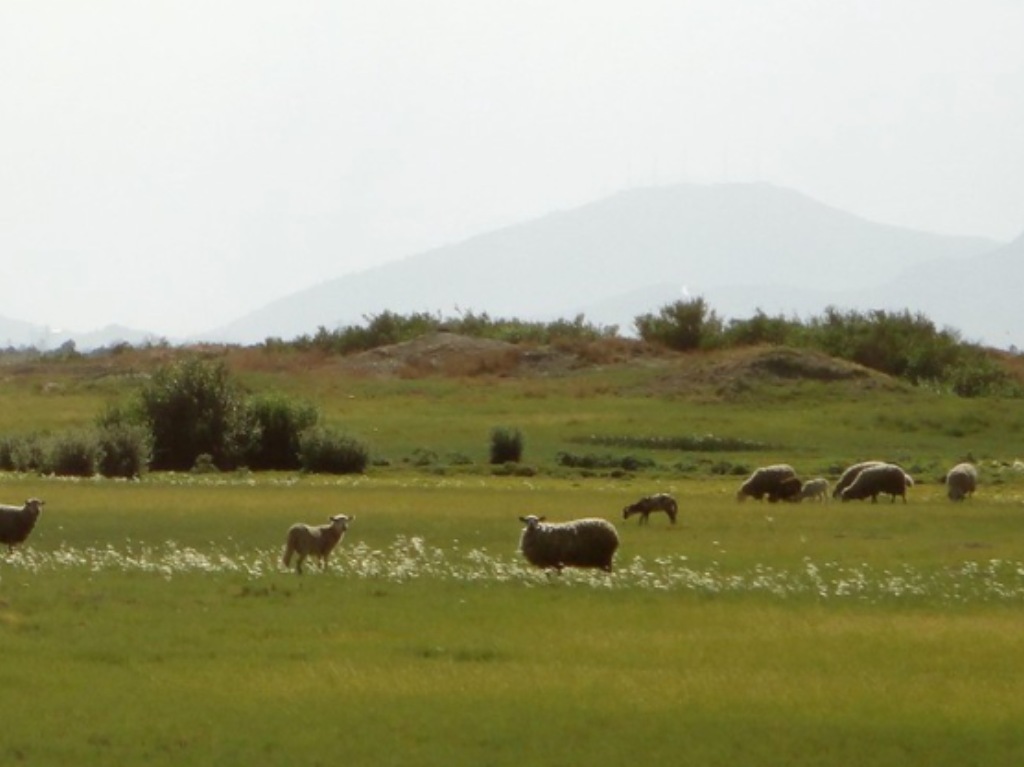 Parque Ecológico Lago de Texcoco borregos