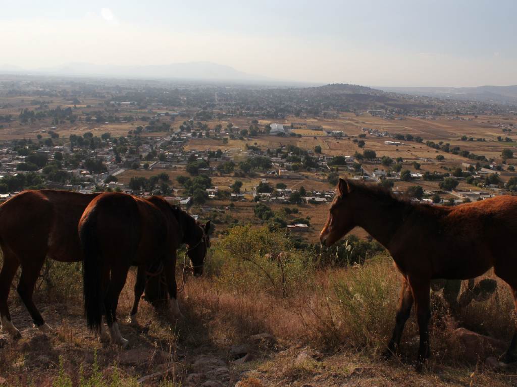 Parque Ecológico Lago de Texcoco caballos