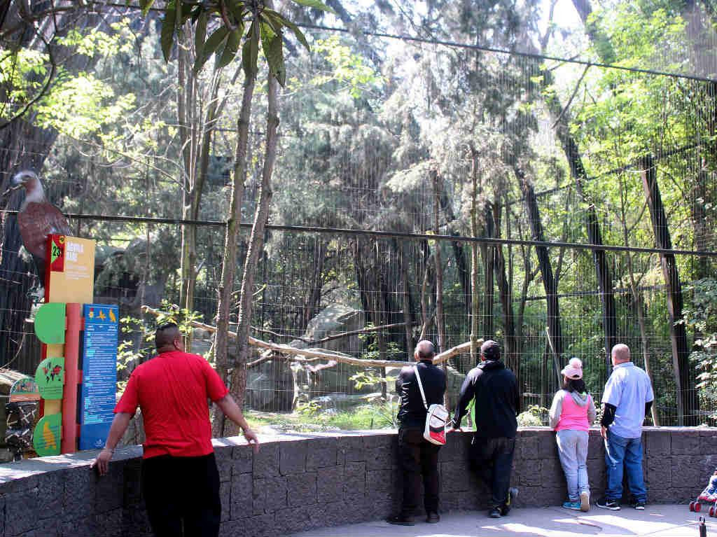 zoologico chapultepec museo axolote