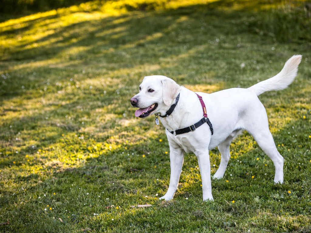 nuevas areas para perros