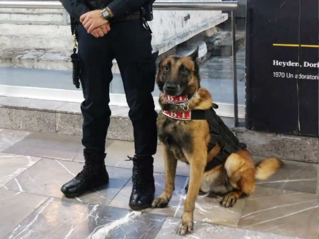 Tecla, Polvo y Héctor: los perros especializados en seguridad del Metro