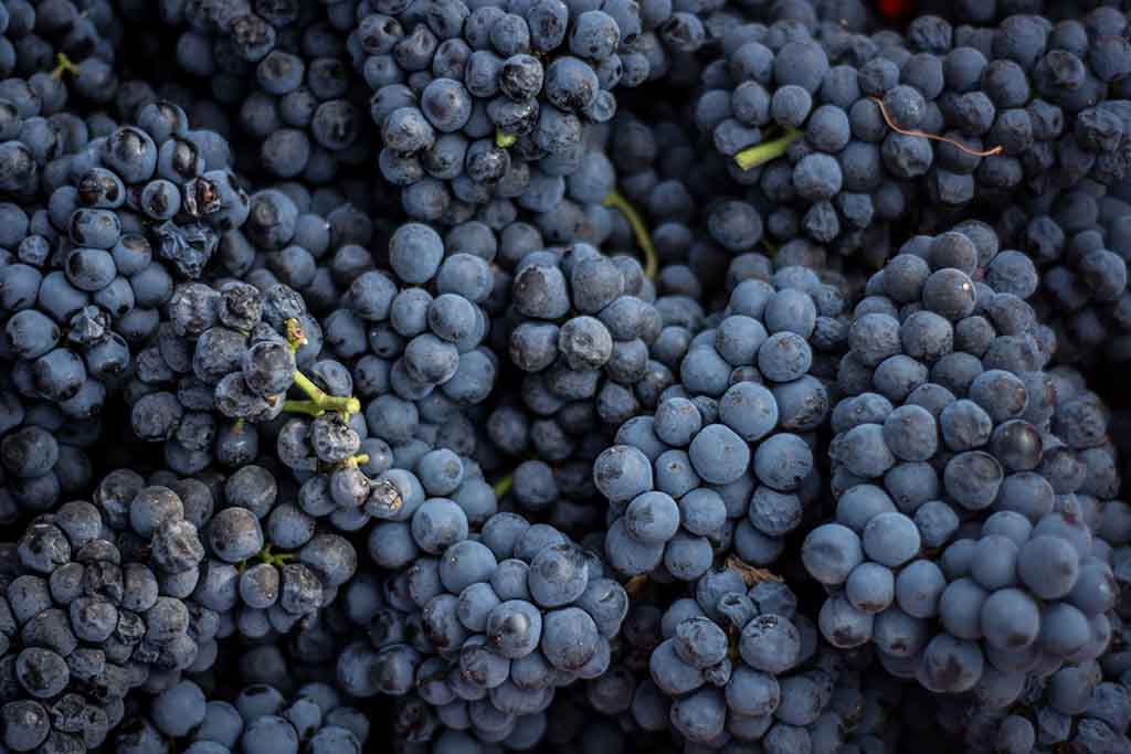 Soy Vino Mexicano: tienda en línea para recibir vino nacional a domicilio 2