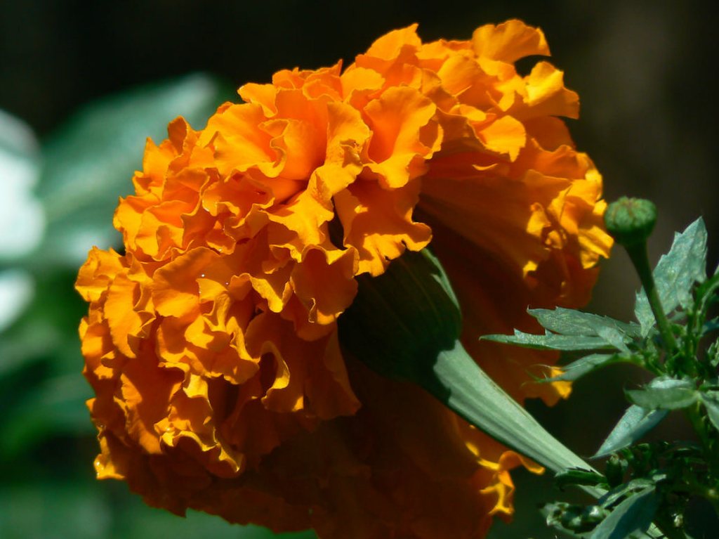 La Flor de Cempasúchil adorna Paseo de la Reforma en CDMX | Dónde Ir