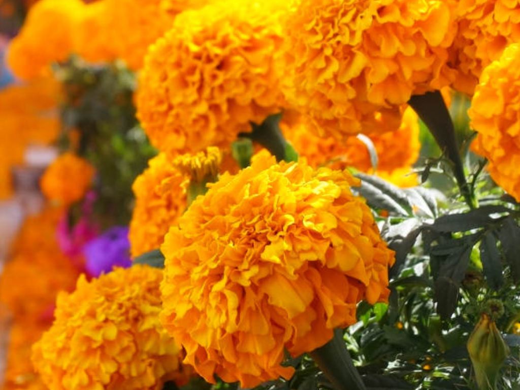 La Flor de Cempasúchil adorna Paseo de la Reforma en CDMX | Dónde Ir