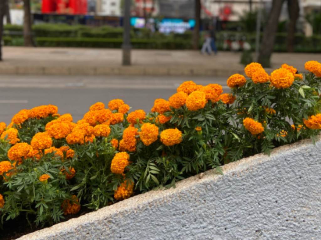 Flor de Cempasúchil jardinera