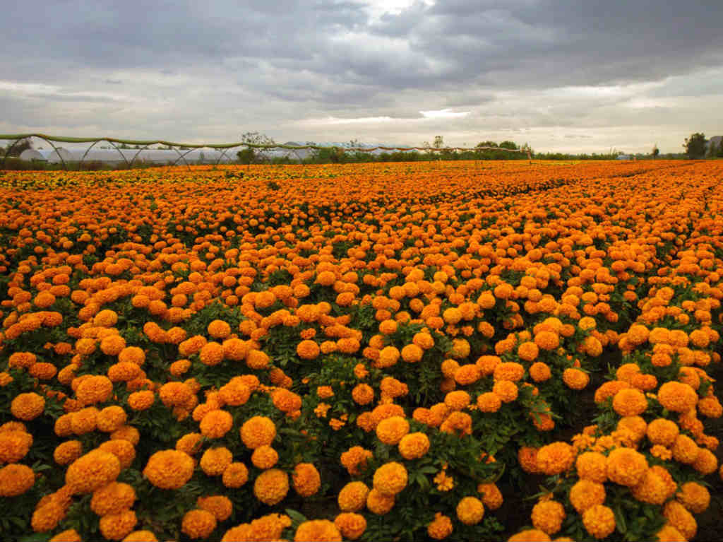 flores para dia de muertos