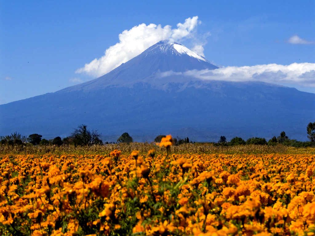 donde comprar flores para dia de muertos