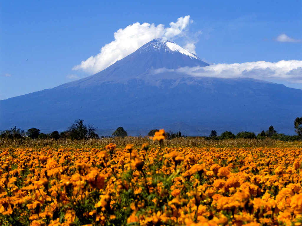 ¿Dónde comprar flores para Día de Muertos? Apoya a productores locales