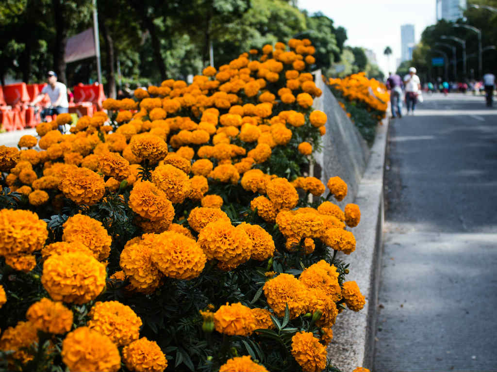 flores de cempasuchitl