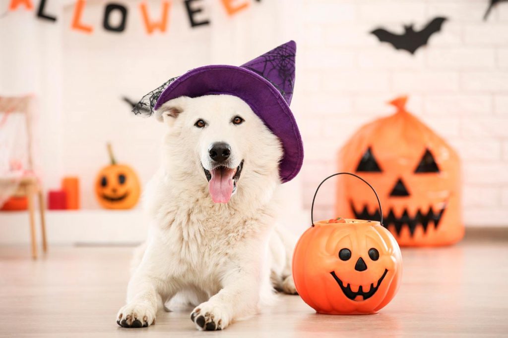 Decoración de Halloween para el hogar