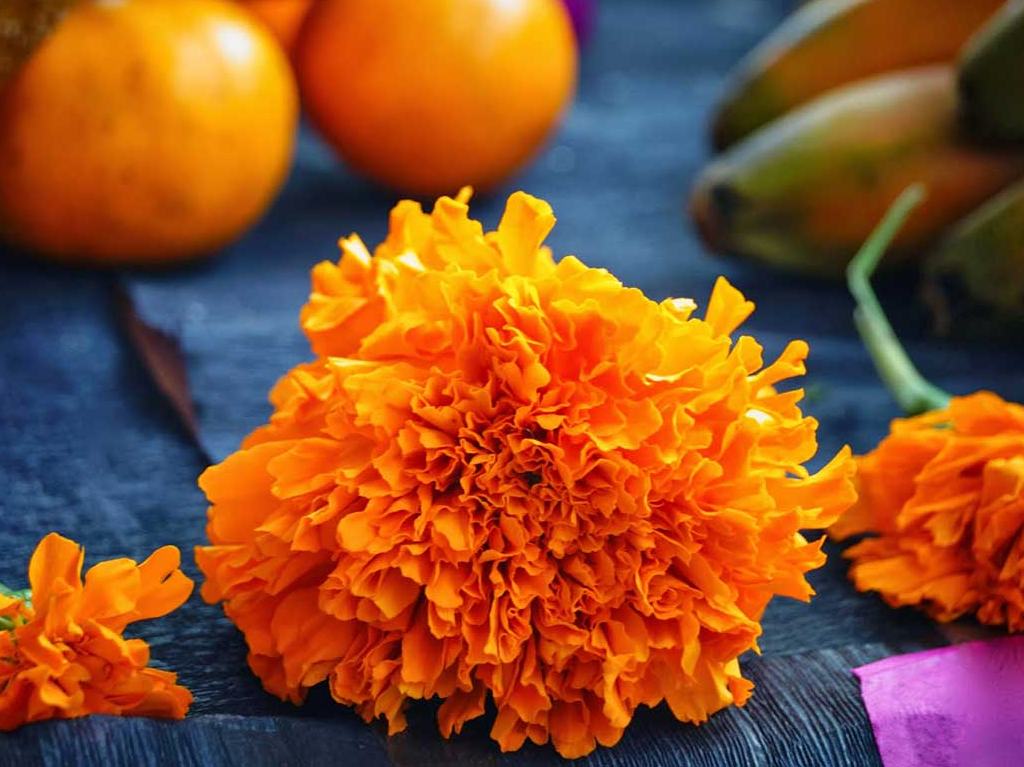 no habrá Ofrenda Monumental flor