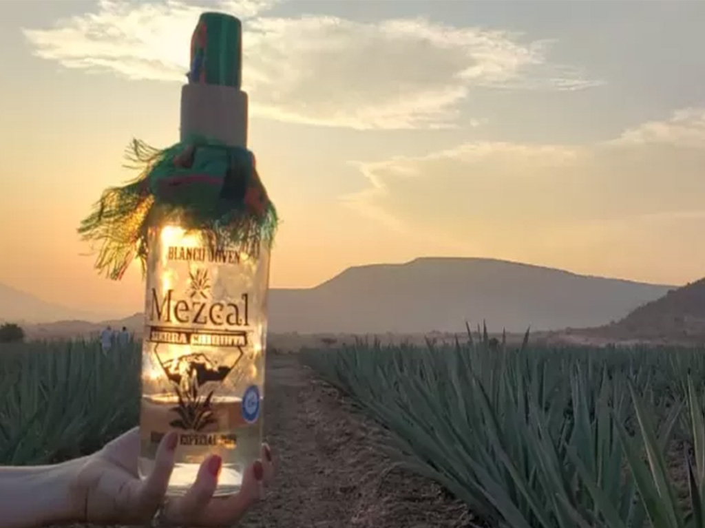 tour de agave en tamaulipas