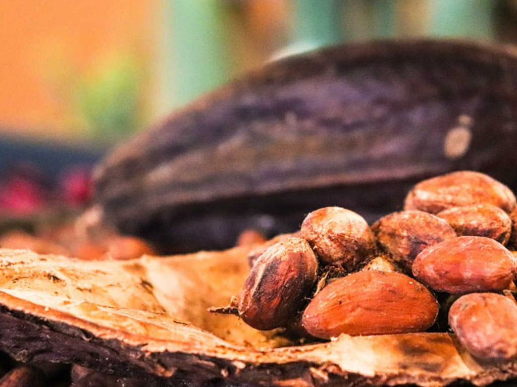 Festival del Cacao Mexicano 2021 ¡No te lo pierdas!