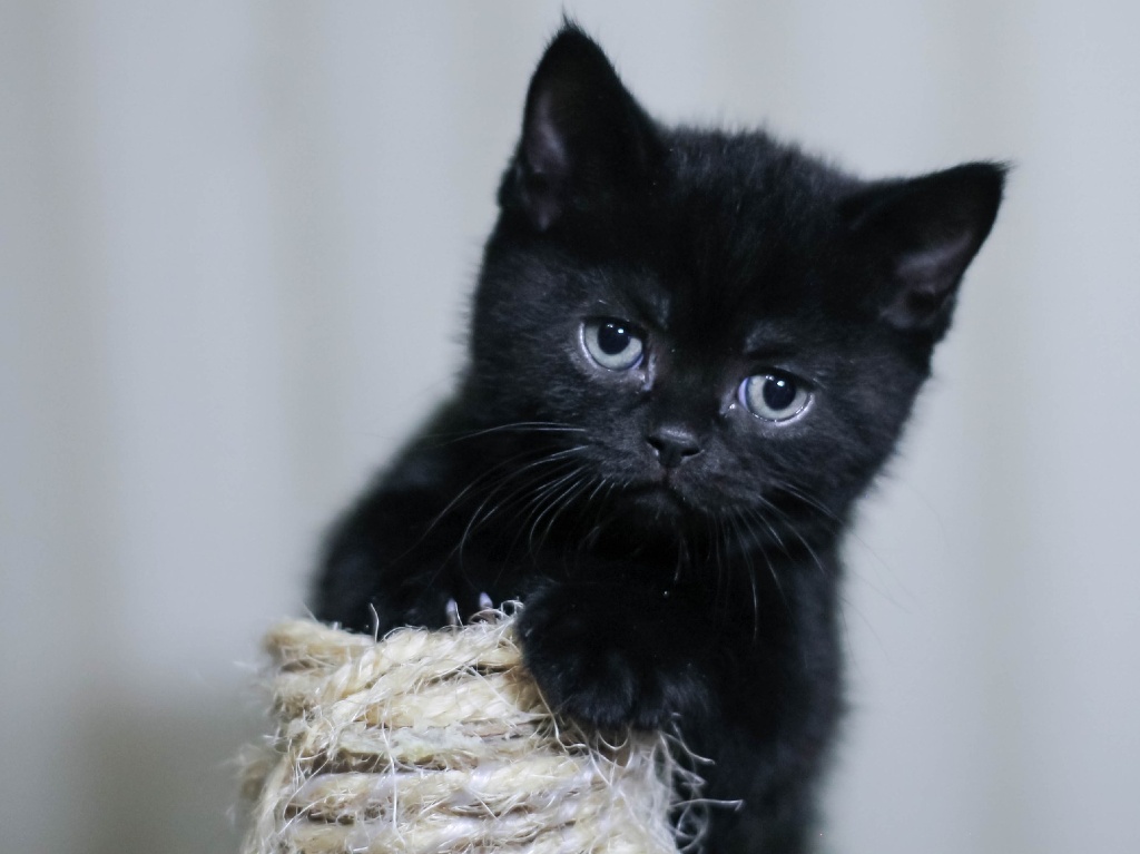 Ayuda a los gatitos en el Miau Fest