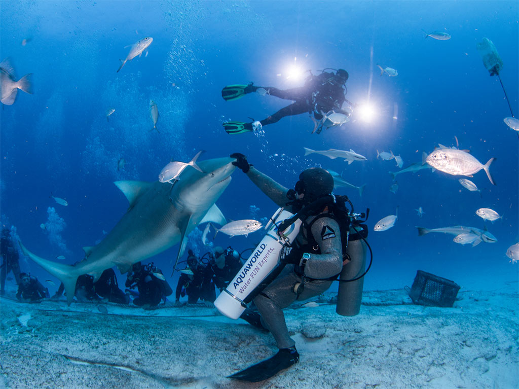 nado con tiburones Caribe Mexicano