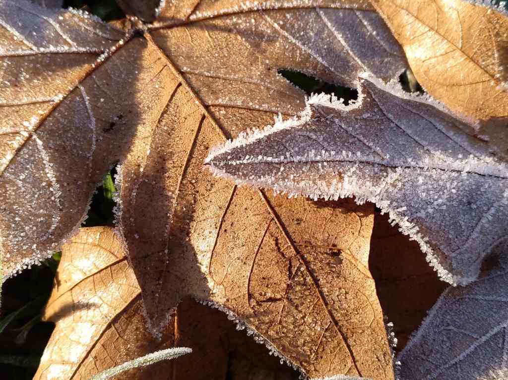 en CDMX bajarán las temperaturas invierno