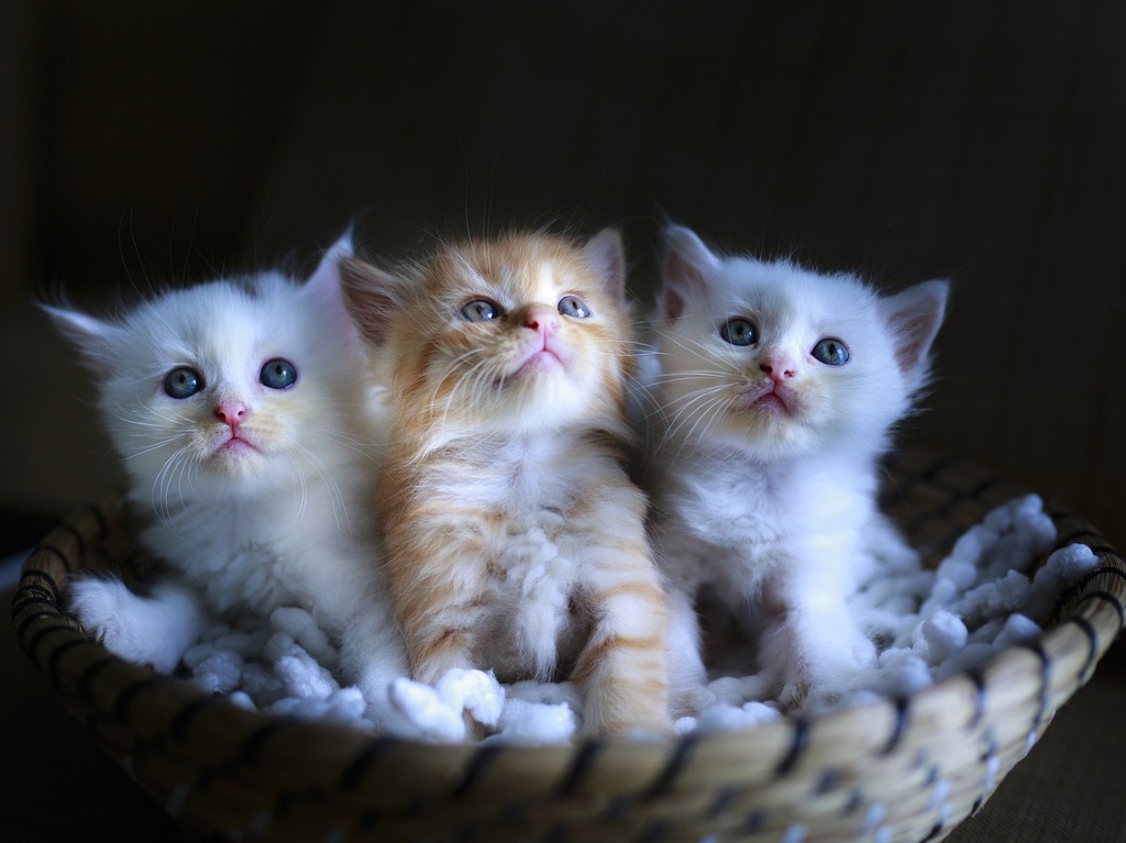 Apoya a los gatitos en el Miau Fest de Huerto Roma Verde