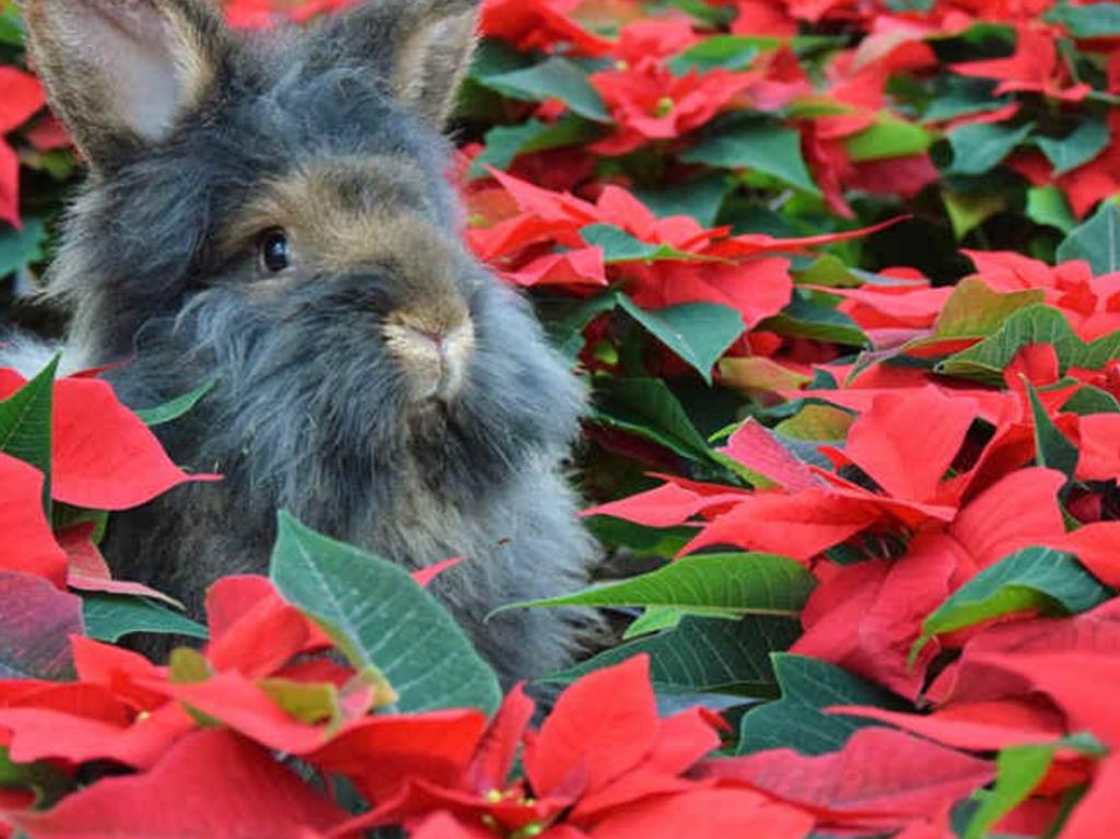 Nochebuenas conejo