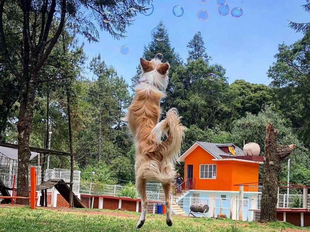 Pelúdicos, la increíble guardería canina con mucha diversión